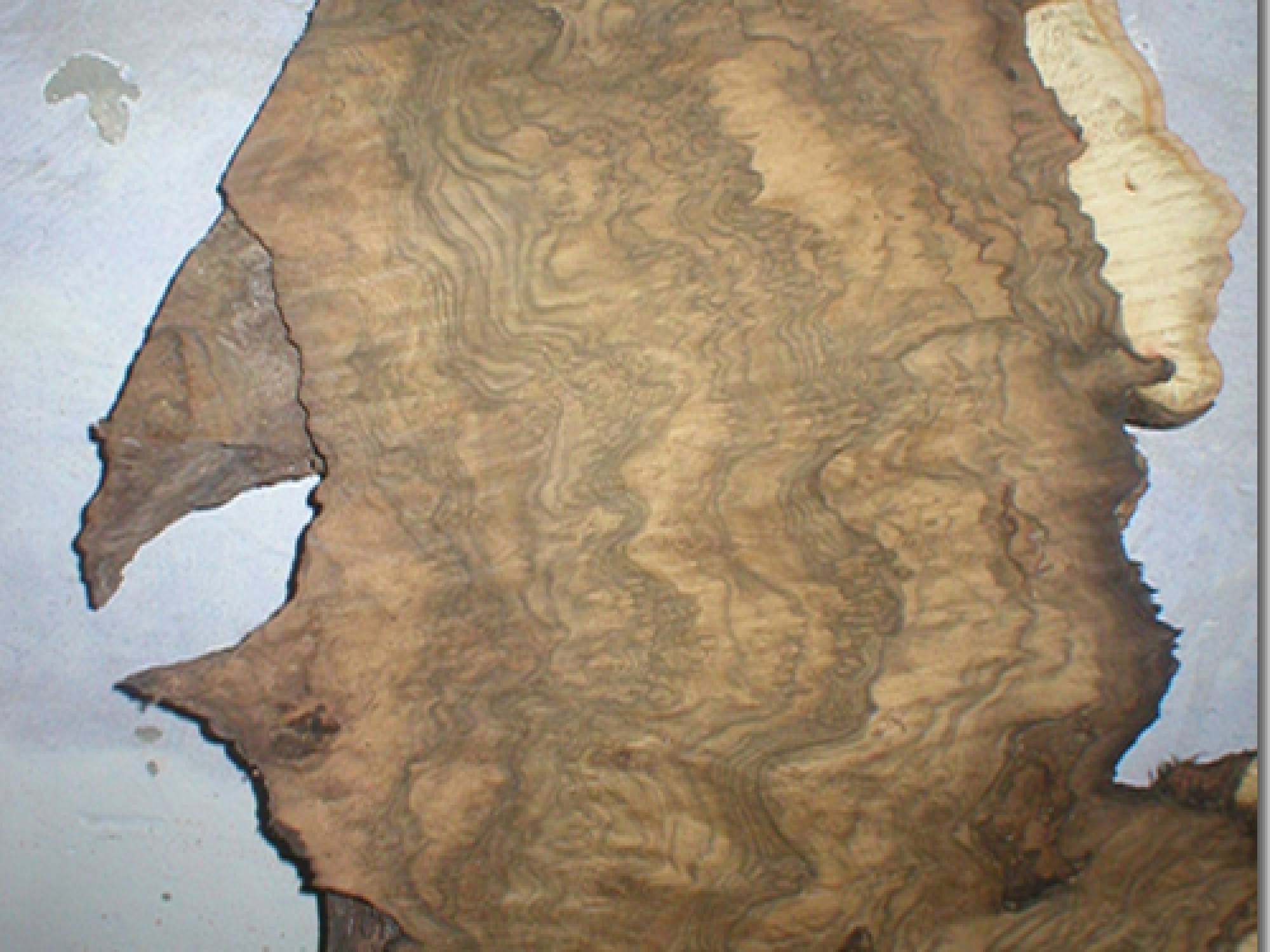 caucasian walnut